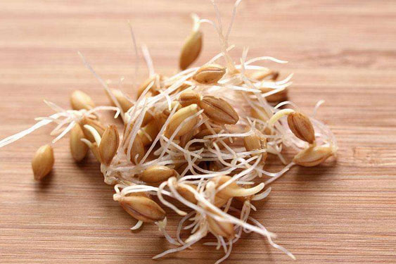 1526089458114726.jpg 谷物發芽.jpg