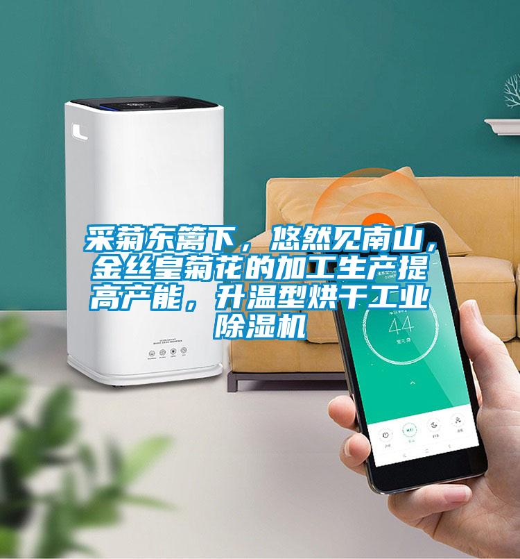 采菊東籬下,悠然見南山,金絲皇菊花的加工生產提高產能,升溫型烘干工業除濕機
